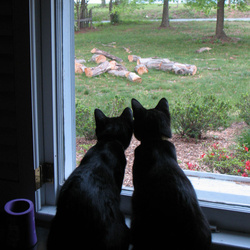 Kitties
